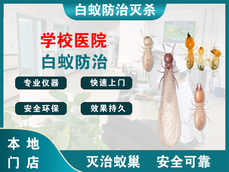 虹口区学校医院白蚁防治