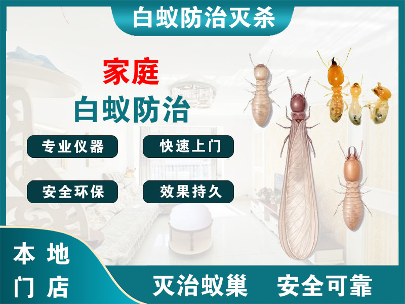 虹口区家庭白蚁防治