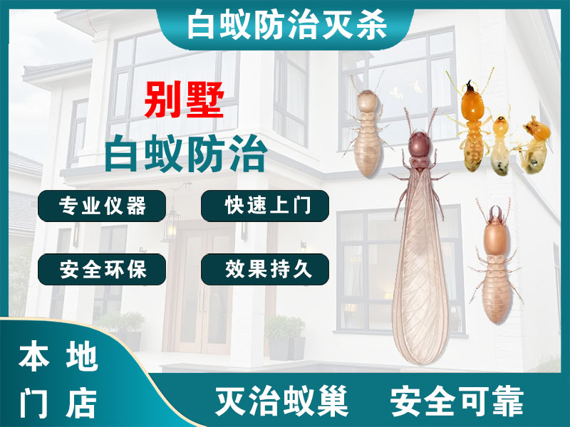 虹口区别墅白蚁防治