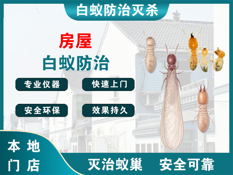 虹口区房屋白蚁防治